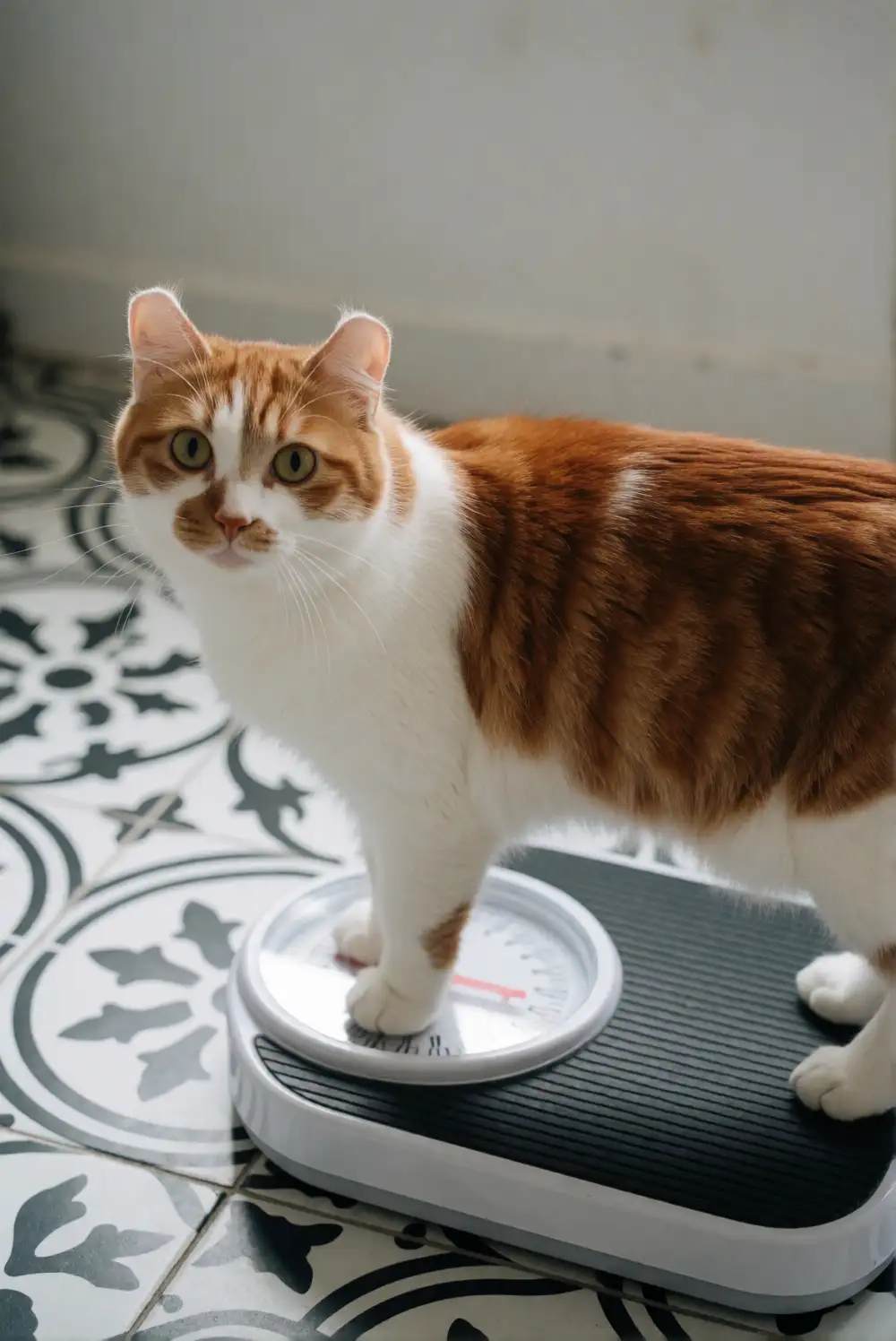 American Curl Healthy Weight Guide: Is Your Cat Over or Underweight?