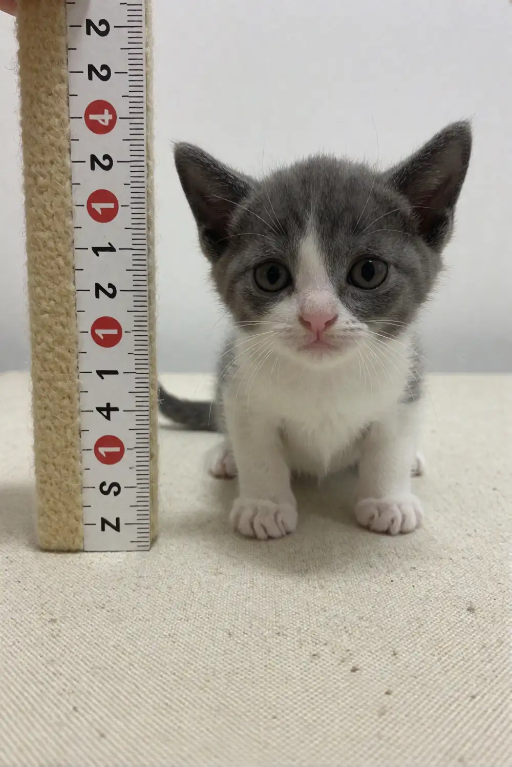 Bambino Kitten Growth Stages: Month-by-Month Guide