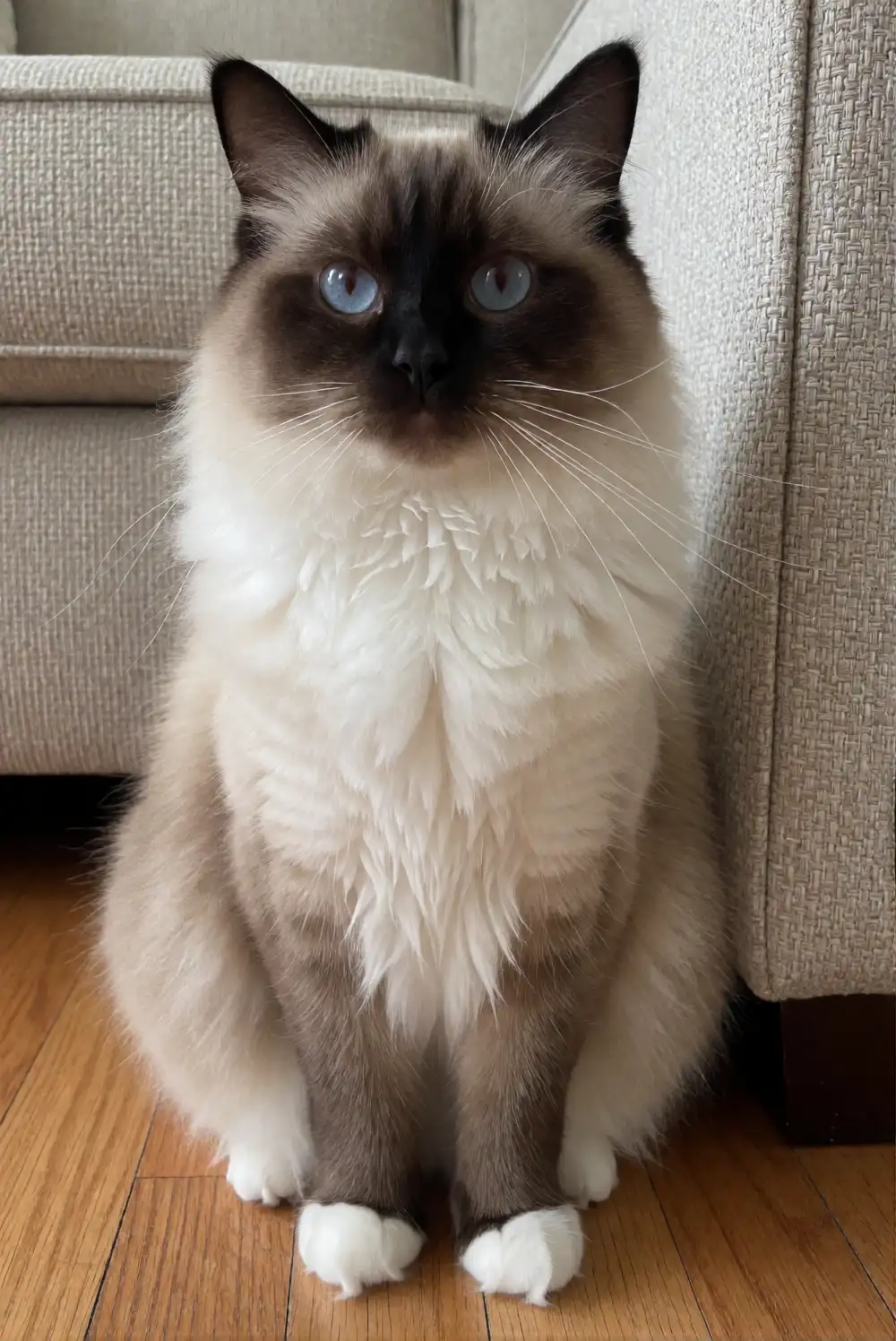 Birman Size Guide: How Big Do They Actually Get?