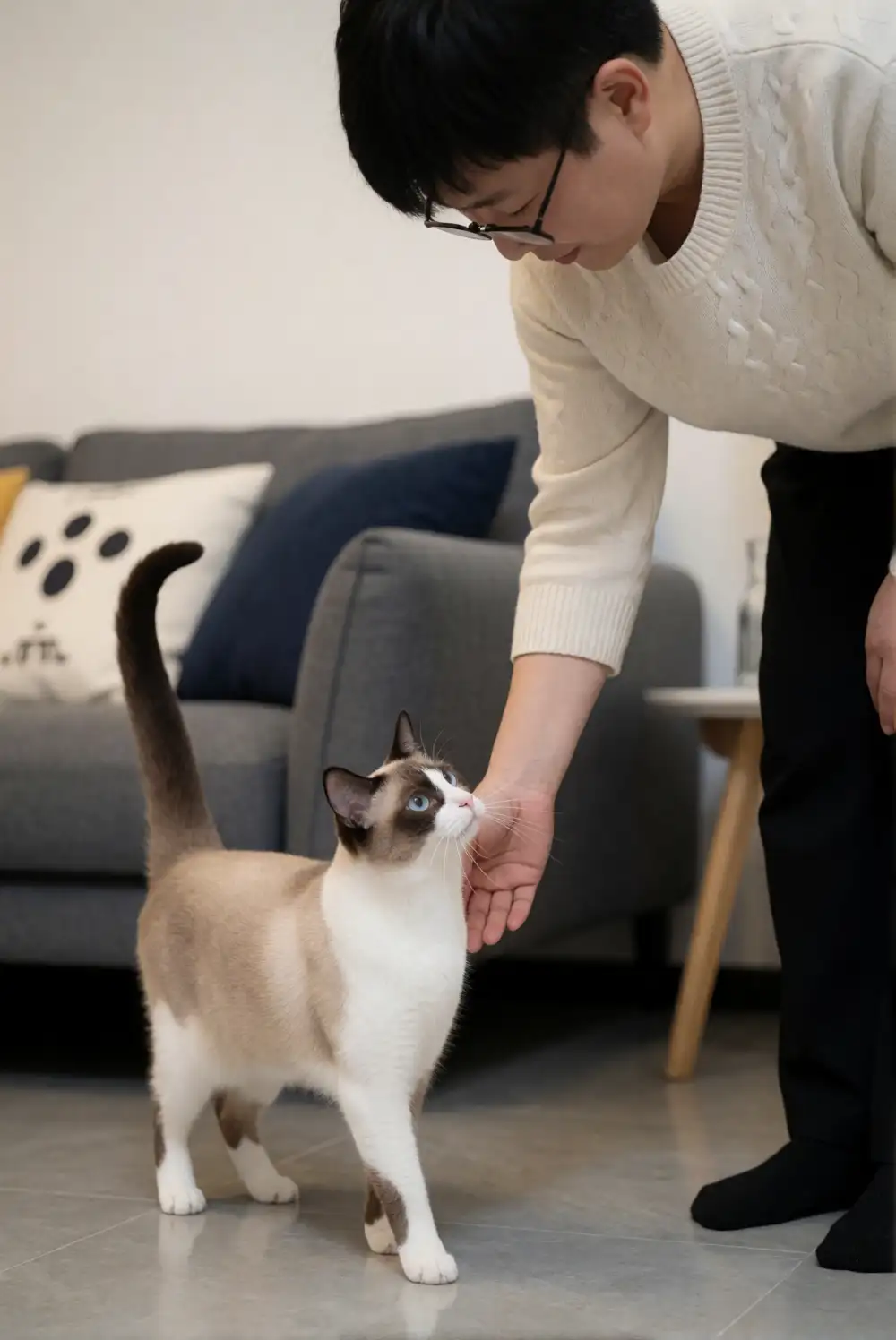 Colorpoint Shorthair Personality & Temperament: What Owners Should Know