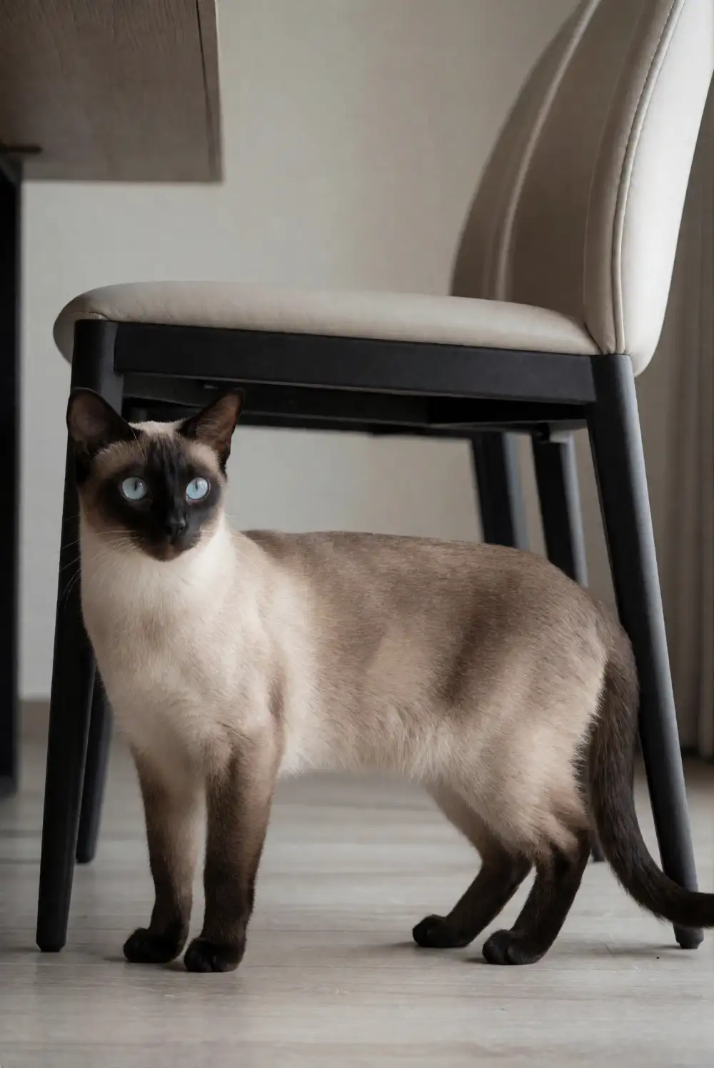 Colorpoint Shorthair Size Guide: How Big Do They Actually Get?