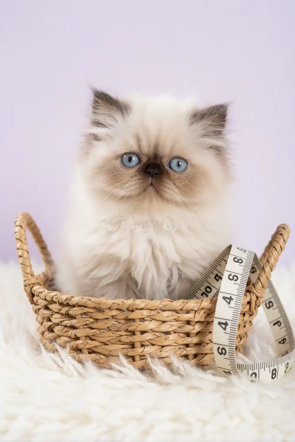 Himalayan Kitten Growth Stages: Month-by-Month Guide