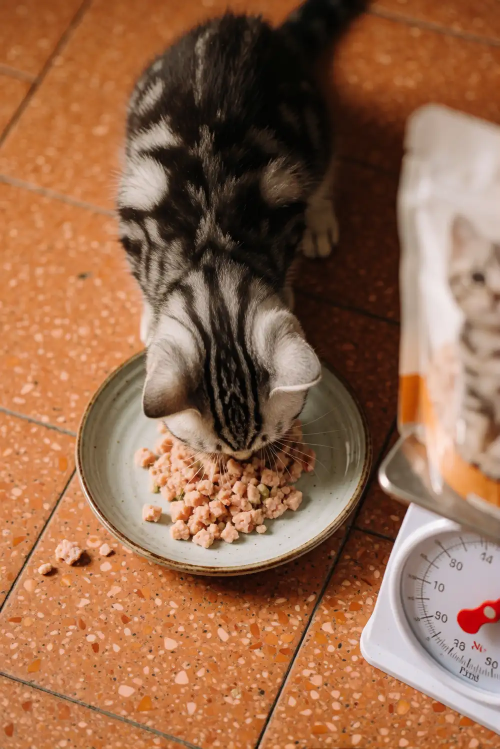 What to Feed a American Curl Kitten: Feeding Chart by Age