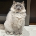 PacificSunriseCattery