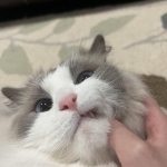 Katie