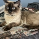 Tracie