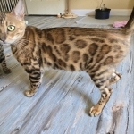 BlissfulBengalz