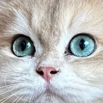 Tammy