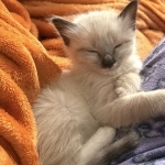 RoyalKittens