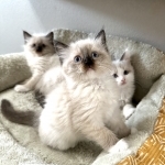 CutieKittenz