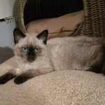 Jolene
