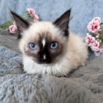 Olivia
