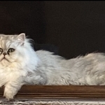 Emerald Persians