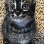 Tammy