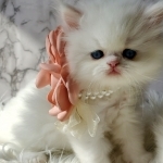 Passion Persians