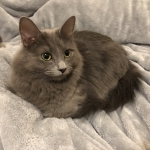 Angelica