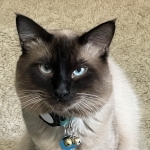 Teresa