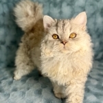 Jessie