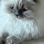 Trudi