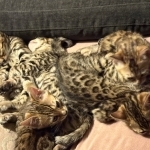 Luxurai Bengals