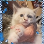 Doris