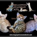Megaspotz Savannahs