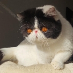 Olga