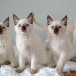 ThaiDee Maew Cattery