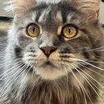Amy