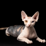 Satin Shine Cattery
