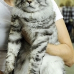 Starlet Pet