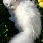 SunnyPersians