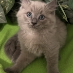 Susan