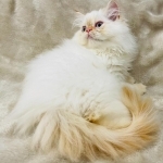 AMY