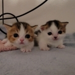 Jellypaw Cattery