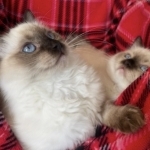 DIAMOND ELITE RAGDOLLS