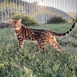 Vesna