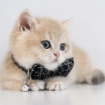 Sultan Cats