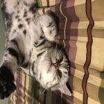 Tamira