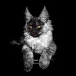 CoonKingdom