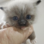Roys Ragdoll Cattery