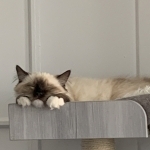 Sarava Ragdolls