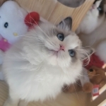 Cici