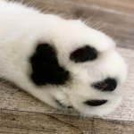 Eastcoastcat