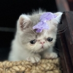 Jenny