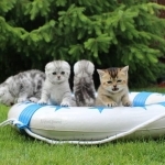 Valeriya Kotsun Kittens