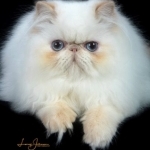 Lizzy At PhatCat Persians