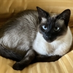 Susan