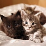 Skywalker Coons Cattery
