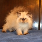 Kitty